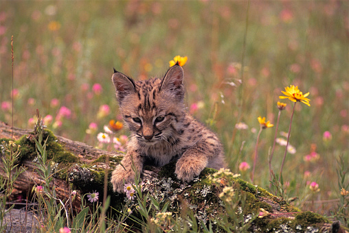 A young bobcat kitten plays in a wildflower covered meadow in Montana.