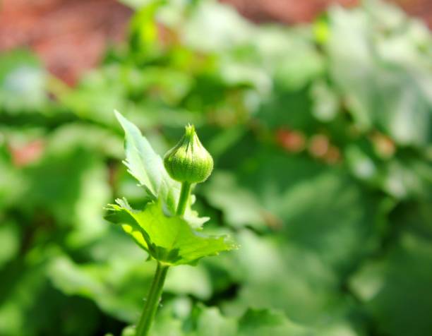 istock Doronicum or Leopard's Bane flower bud with green 947410146
