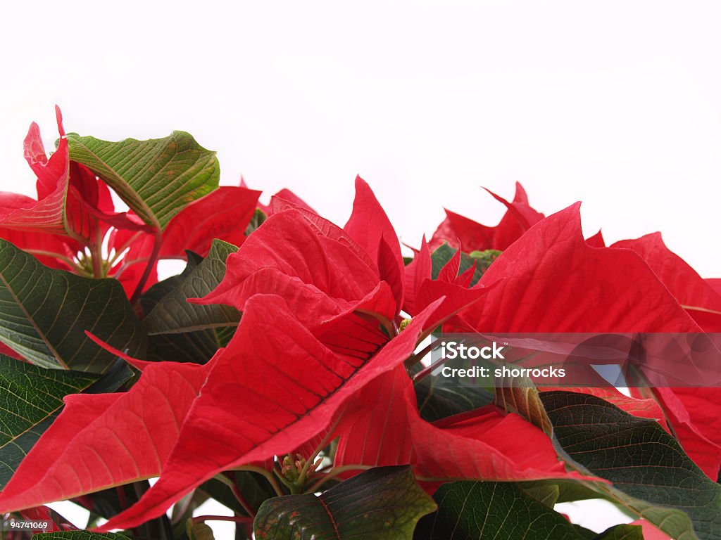 Fronteira de Poinsettia - Foto de stock de Alegria royalty-free