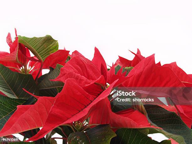 Foto de Fronteira De Poinsettia e mais fotos de stock de Alegria - Alegria, Arbusto, Beleza natural - Natureza