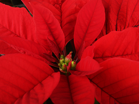 Christmas traditional flower on dark background