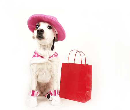 Jack Russell Terrier in pink suit by shopping bag on white; lots of copy space