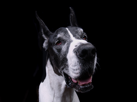 Head shot of full bred Great Dane; dog is looking off to right but has a sweet expression; copy space; add your text on black background 