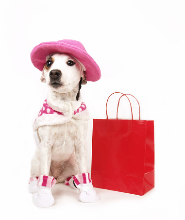 Jack Russell Terrier sitting by shopping bag in pink suit