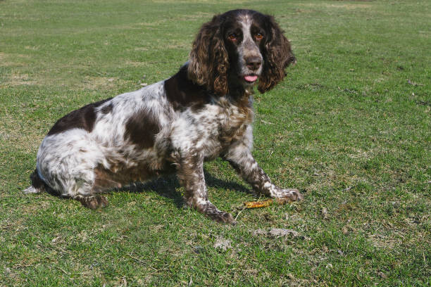 istock Brown spotted russian spaniel on the green grass 947414268
