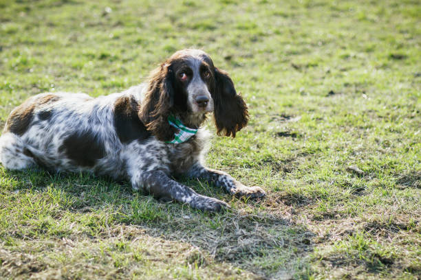 istock Brown spotted russian spaniel on the green grass 947414910