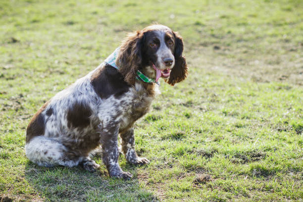 istock Brown spotted russian spaniel on the green grass 947415072