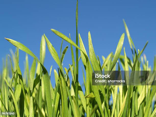 Trigo Verde Foto de stock y más banco de imágenes de Aire libre - Aire libre, Alergia, Asistencia sanitaria y medicina