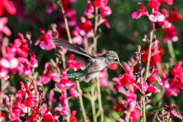 istock Anna's Hummingbird in flight, feeding on red flowers. 947415416