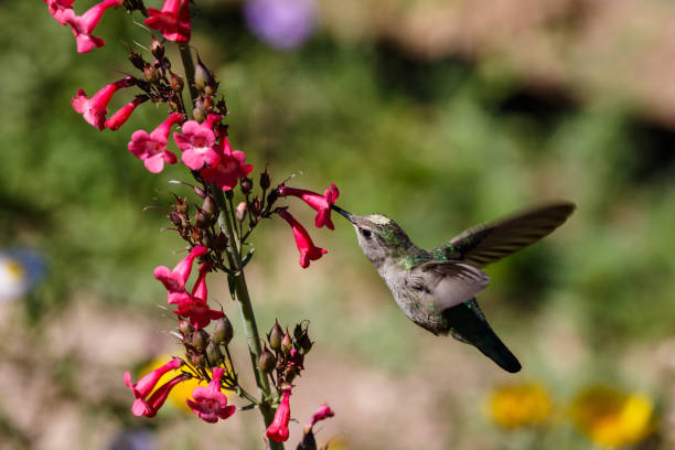 istock Anna's Hummingbird in flight, feeding on red flowers. 947417848