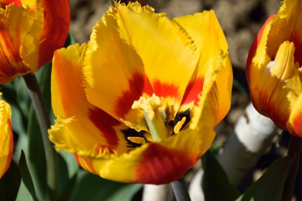 kwiat tulipanów - jutro zdjęcia i obrazy z banku zdjęć
