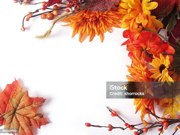 Folhas De Outono E Flores Frame - Fotografias de stock e mais imagens de Flor - Flor, Outono, Fundo Branco