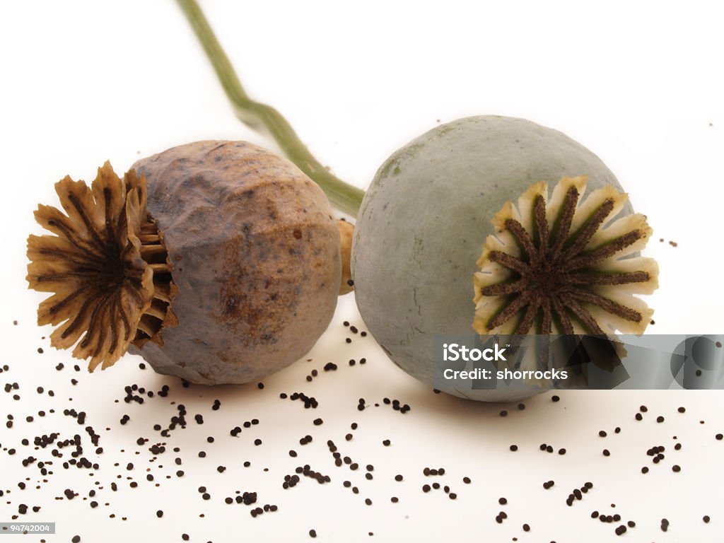 Opium Poppies Two Stages Macro photograph of two opium poppies at different stages. Left poppy has dumped tasty seeds for pastries and sauces while the one on right is at earlier stage used to harvest juice for heroin; copy space Opium Poppy Stock Photo