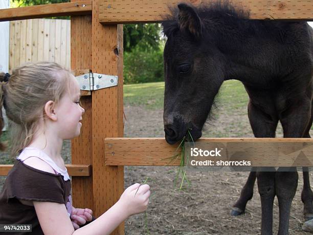 Feeding El Potro Foto de stock y más banco de imágenes de 6-7 años - 6-7 años, Actividades recreativas, Agricultura