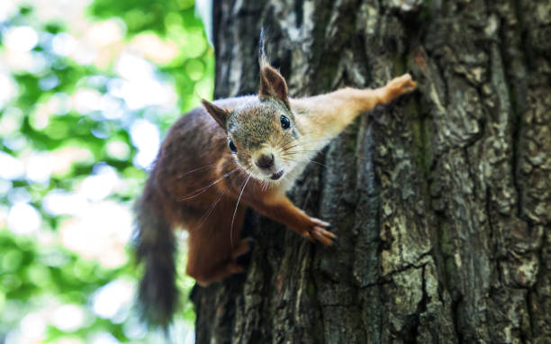 istock portrait of a curious squirrel 947420544