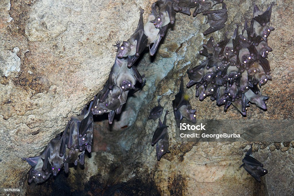 Grupo de murciélagos - Foto de stock de Al revés - Posición descriptiva libre de derechos
