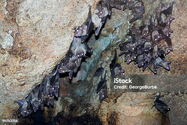 Grupo De Murciélagos Foto de stock y más banco de imágenes de Al revés - Posición descriptiva - Al revés - Posición descriptiva, Ala de animal, Animal