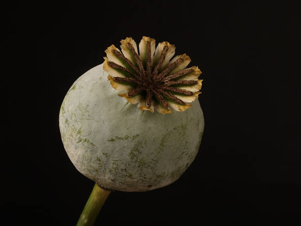 Opium Poppy on Black Macro of an opium poppy in a stage used for harvesting the ingredient for street heroin; same plant at later stage produces poppy seeds for baked goods and sauces; copy space  opium stock pictures, royalty-free photos & images