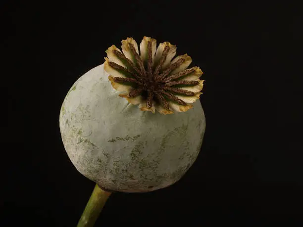 Macro of an opium poppy in a stage used for harvesting the ingredient for street heroin; same plant at later stage produces poppy seeds for baked goods and sauces; copy space 