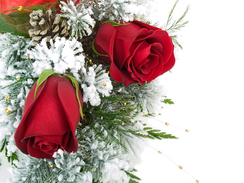 Macro of two roses arranged in winter foliage on white; copy space 