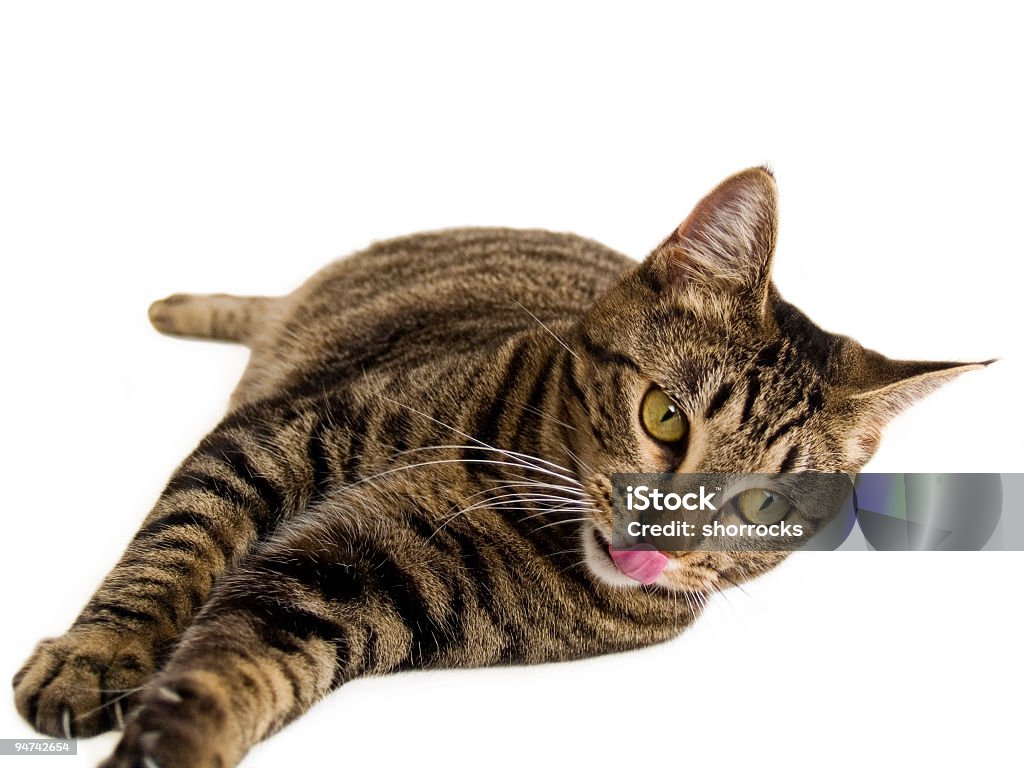 Hungrige Katze - Lizenzfrei Braun Stock-Foto