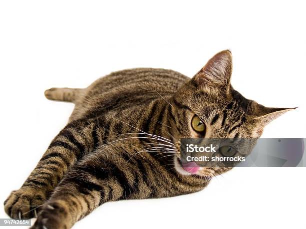 Hungrige Katze Stockfoto und mehr Bilder von Braun - Braun, Farbbild, Faulheit