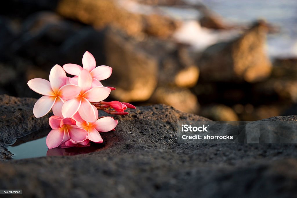 Fleurs sur Kauai Series - Photo de Îles Hawaï libre de droits