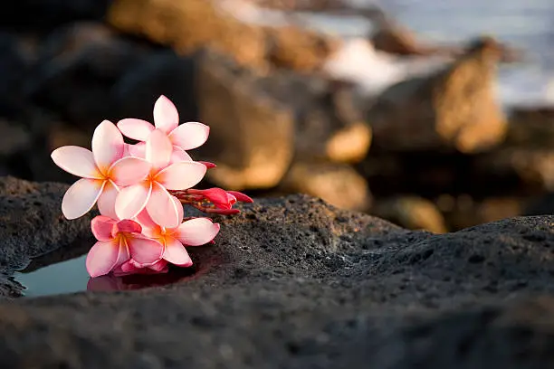 Photograph of Hawaiian frangipani (plumeria) flowers found in Kauai, Hawaii laying on lava rocks with ocean in background; soft, pretty flowers on rugged lava rock toward lower left corner and bottom of frame; copy space 