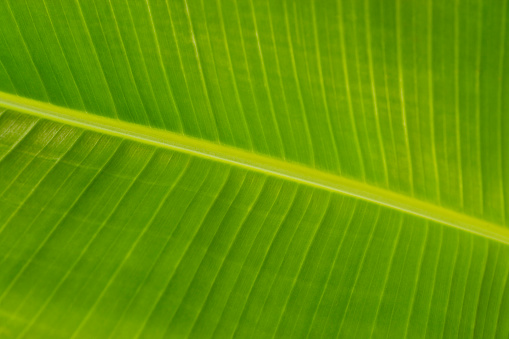 Macro of a leaf from a banana tree; copy space 