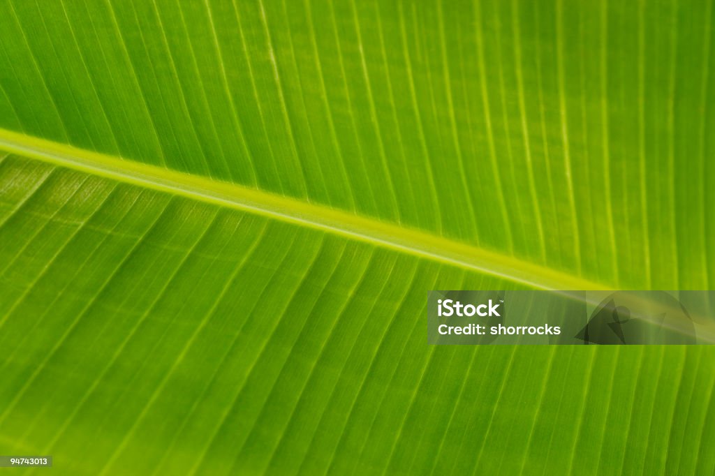 Банановое дерево с листьями - Стоковые фото Банановый лист роялти-фри