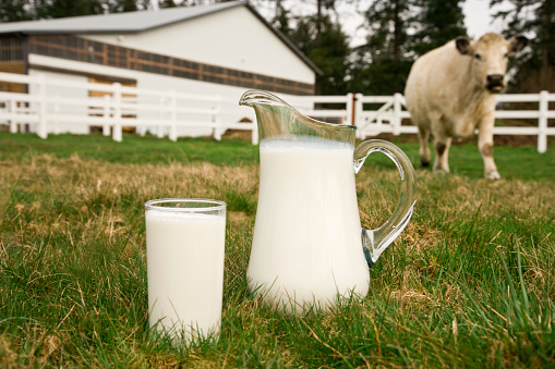 Low angle view of a pitcher and a glass full of fresh milk sitting in the pasture with a large cow in the background; copy space