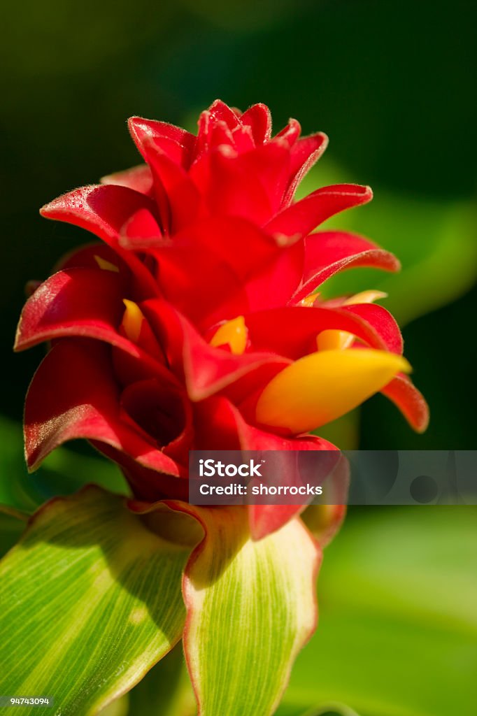 Flores em Kauai - Foto de stock de Beleza natural - Natureza royalty-free