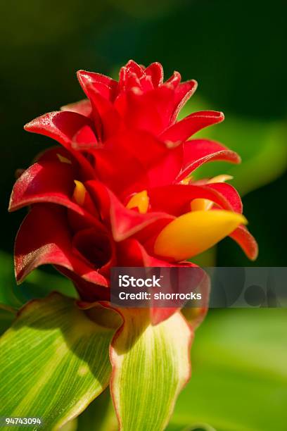 Foto de Flores Em Kauai e mais fotos de stock de Beleza natural - Natureza - Beleza natural - Natureza, Botânica - Assunto, Cor Preta