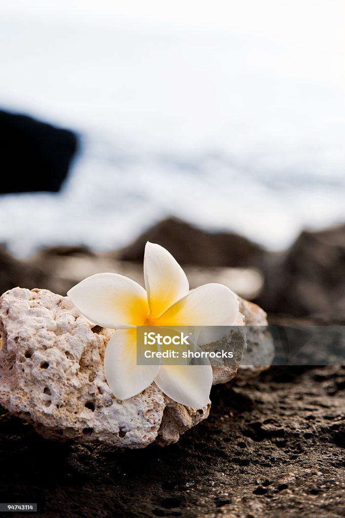 Flores em Kauai série - Royalty-free Frangipana Foto de stock