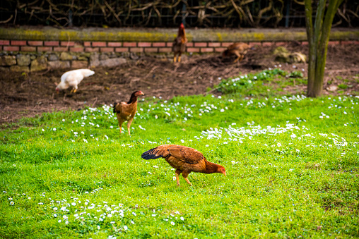 Free Range Foraging Chickens at Organic Farm