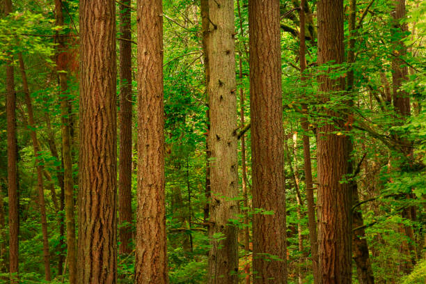 istock Pacific Northwest forest and Douglas fir trees 947436942