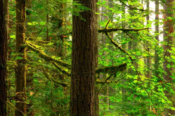 istock Pacific Northwest forest and Douglas fir trees 947437022