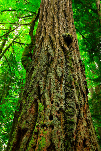 istock Pacific Northwest forest and Douglas fir trees 947437628