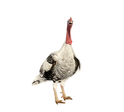Photograph of a full length view of a Heritage Turkey against white background; copy space 