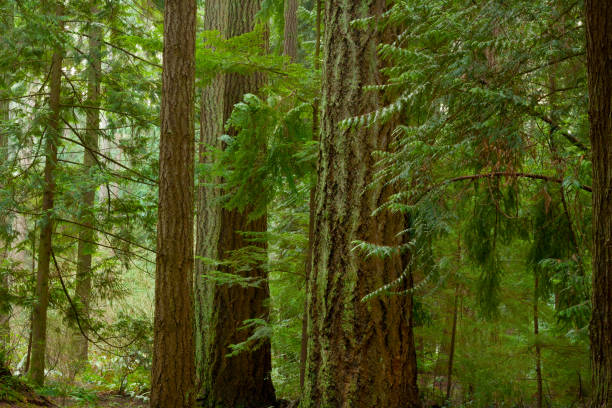 istock Pacific Northwest forest and Douglas fir trees 947442726