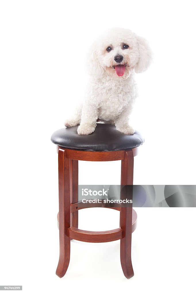Bijon Frieze Full length shot of a cute Bijon sitting on a stool and looking at camera; copy space and soft shadow beneath stool Animal Stock Photo Bijon Frieze Full length shot of a cute Bijon sitting on a stool and looking at camera; copy space and soft shadow beneath stool Animal Stock Photo