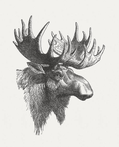 ilustraciones, imágenes clip art, dibujos animados e iconos de stock de cabeza de un alce (alces alces), madera grabado, publicado en 1897 - moose head