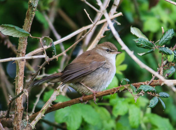 istock Cetti's Warbler on Titchfield Cnal Path Hampshire 947445166