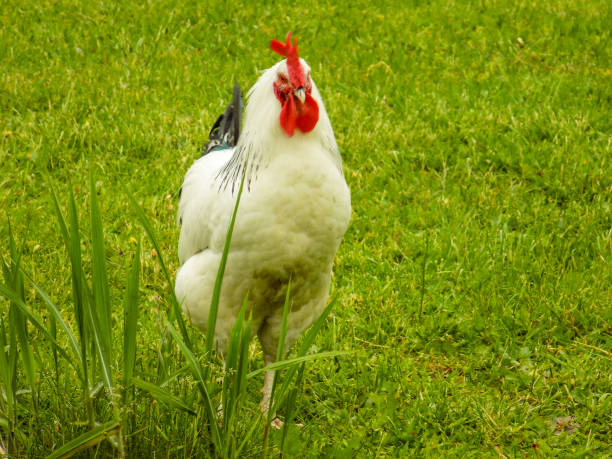 istock Hen and domestic breeding rooster. 947445474