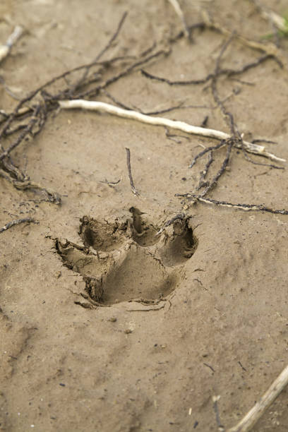 istock Footprint dog nature 947445840