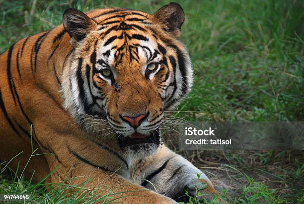 タイガー - トラのストックフォトや画像を多数ご用意 - トラ, バリ島, インドネシア