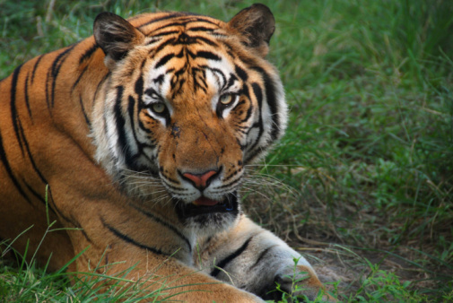 This is a tiger sitting and relaxing