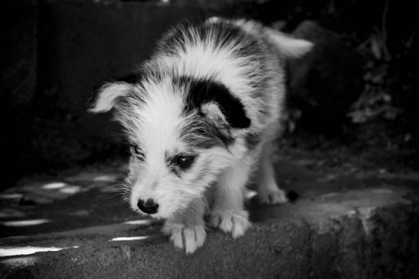 istock Puppy Siberian Husky black and white 947454292