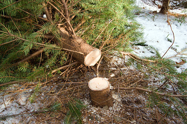 fraîchement coupé de noël arbre de noël - landscape cold tree pine photos et images de collection