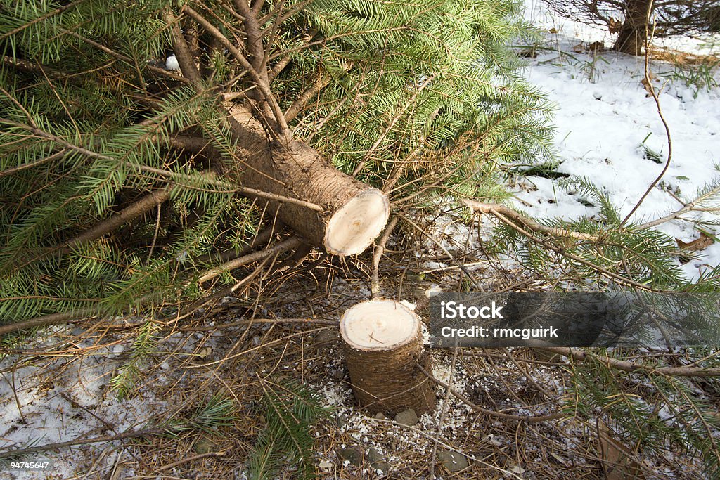 Recentemente cortada em Árvore de Natal - Royalty-free Árvore de Natal Foto de stock